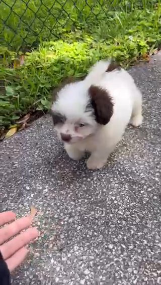 cute 2 month old pomapoo in Homestead, Florida