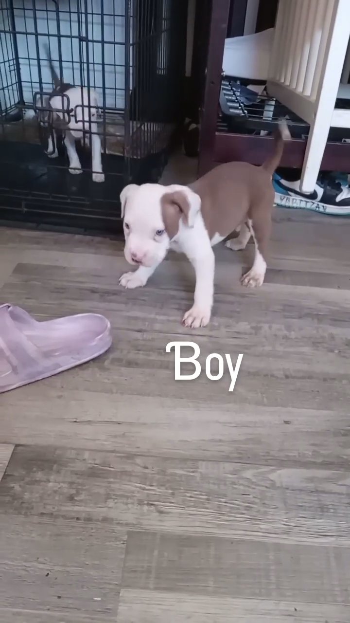 pitbull.mix bullie pup in Baldwin Park, California