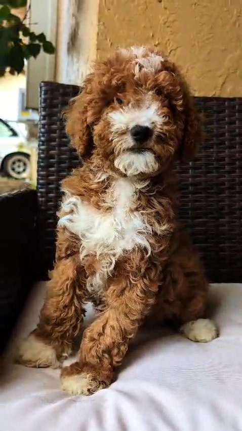F1bb Golden Doodle in Sunrise, Florida