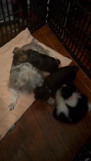 Price To Sell 150 Less Snorkies Mixed Breed in Chicago, Illinois