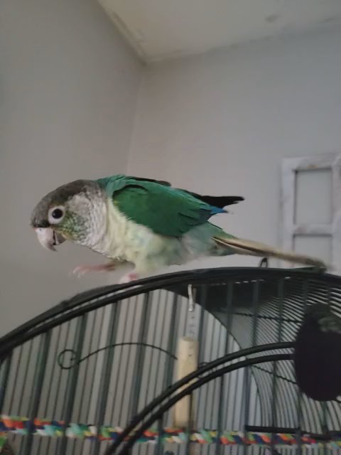 yellowsided turquoise green cheek conure in Simpsonville, South Carolina