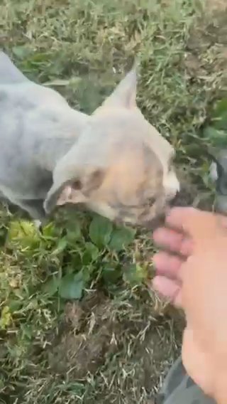 pitbull mix bullie in Baldwin Park, California