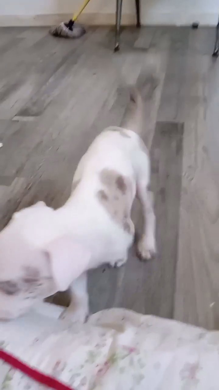 pitbull mix bullie in Baldwin Park, California