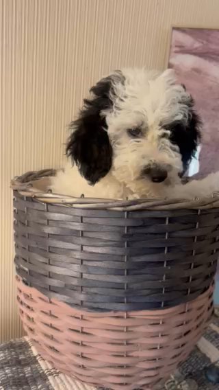 Minature Poodles in Euclid, Ohio