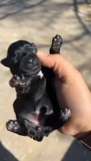 Kb Black Female (SOLD) in McAlester, Oklahoma