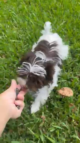 Kobe - Chocolate Yorkie Biro in Greenwood, South Carolina