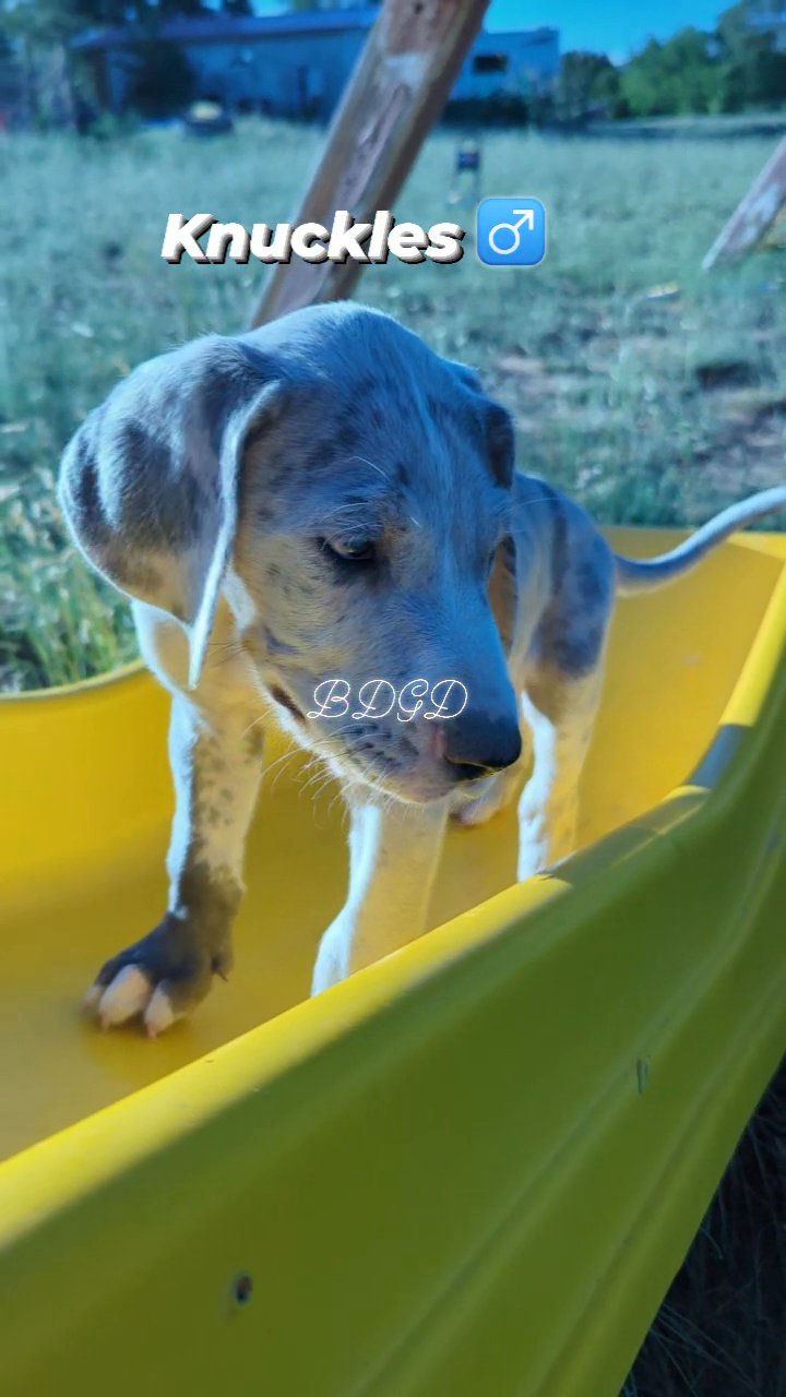 AKC Great Dane in Albuquerque, New Mexico