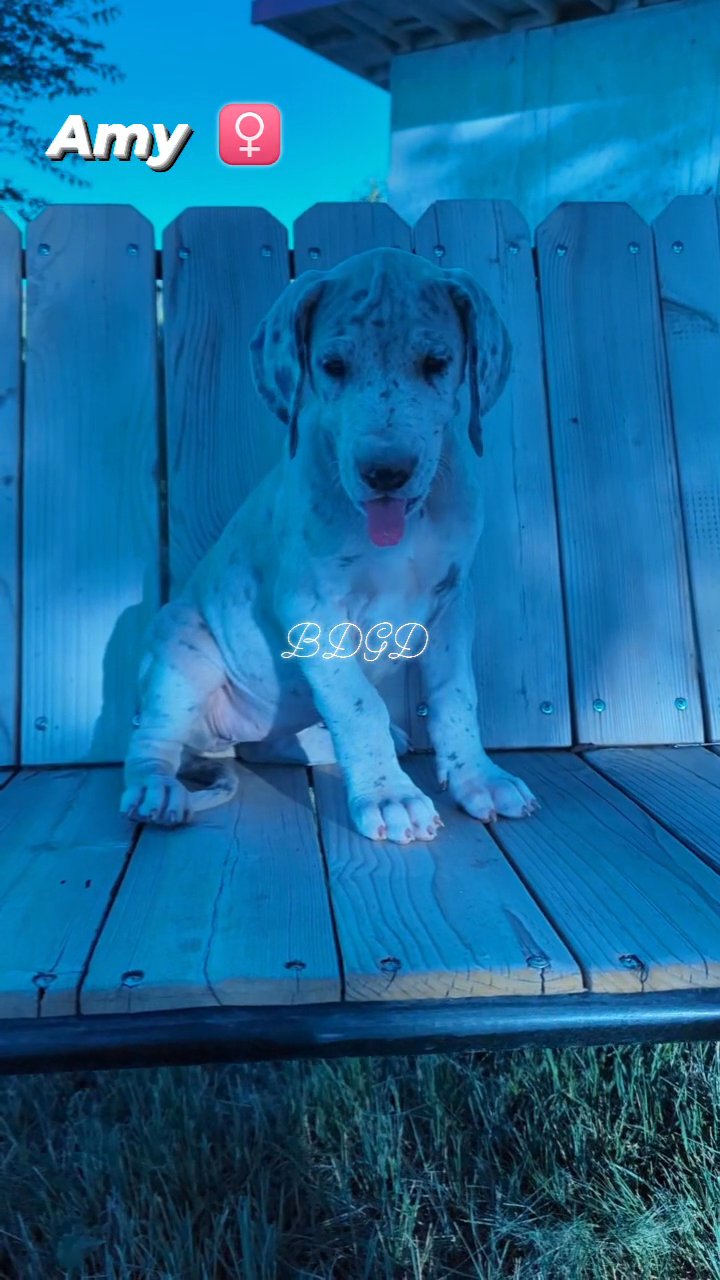 AKC Great Dane in Albuquerque, New Mexico