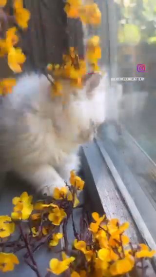 Female Ragdoll in Albany, New York