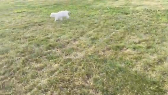 Sugar Playing in Wooster, Ohio