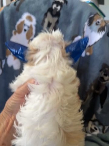 Male Extreme White Parti Yorkie in Bristol, Virginia