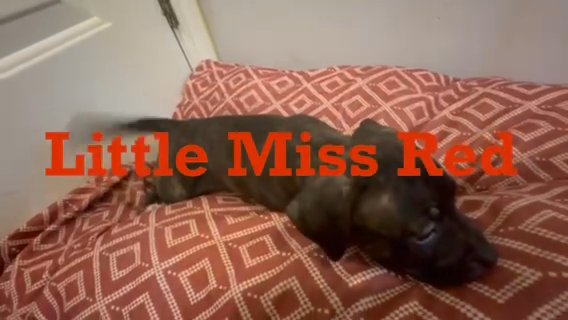 Little Miss Red in Augusta, Georgia
