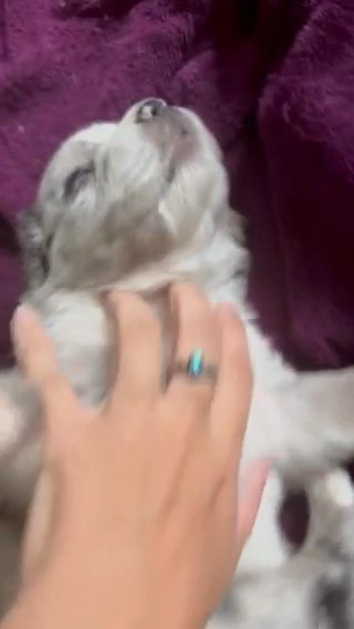 Male Parti Yorkie Pup in Bristol, Virginia