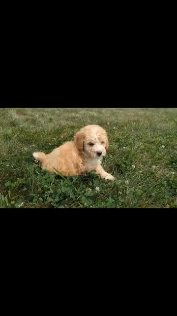 Toy Bernedoodle Pups (06/11) 1 Female, 2 Males in Goshen, Indiana