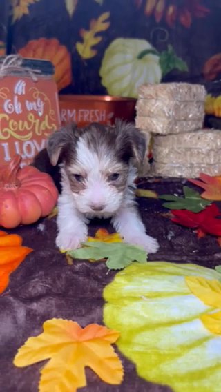 Chocolate Parti Yorkie Female in Las Vegas, Nevada