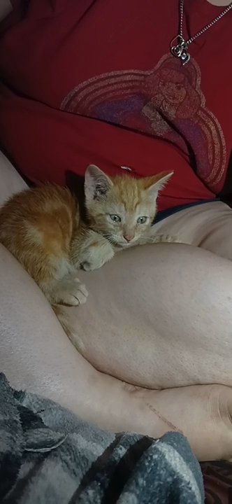 I'm trying to sell this cutie hmu he needs a forever home in Fall River, Massachusetts