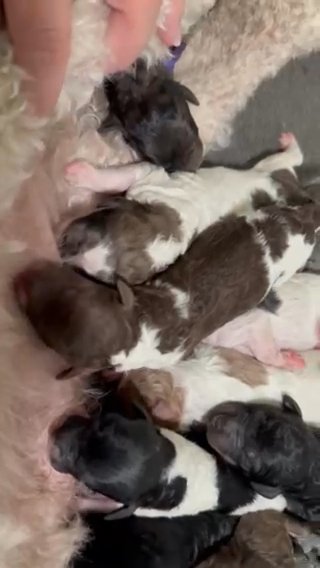 Standard Poodle Puppies Born August 30, 2024 in Jacksonville, North Carolina