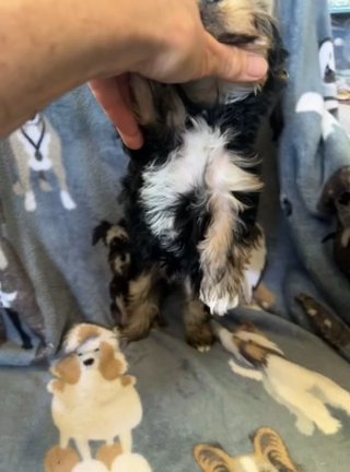 Male Traditional Yorkie Pup in Bristol, Virginia