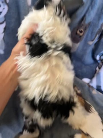Male Parti Yorkie Pup in Bristol, Virginia