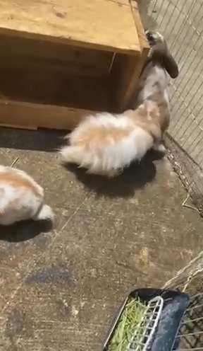 Selling Bunnies in Houston, Texas
