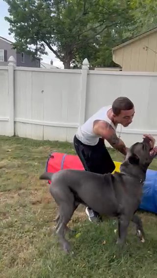 Cane Corso Puppy in Philadelphia, Pennsylvania
