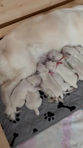 English Cream Golden Retrievers in Fredericksburg, Virginia
