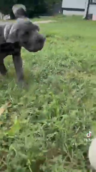 Cane Corso Puppy in Philadelphia, Pennsylvania