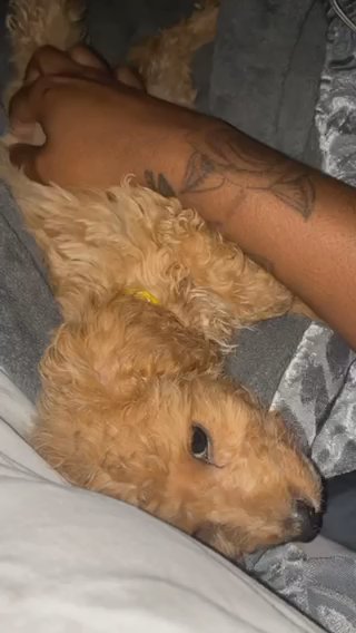 Golden Doodle in Anderson, South Carolina