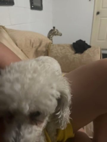 Bichon Poo in Orlando, Florida