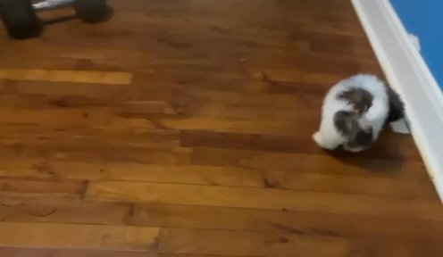 Shih Tzu in Houston, Texas