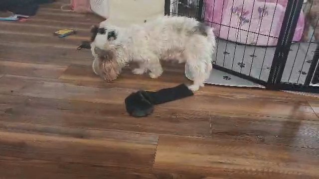 Sydney Female parti yorkie in McKinney, Texas
