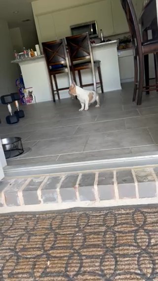Carrier Merle Fliffy in Houston, Texas