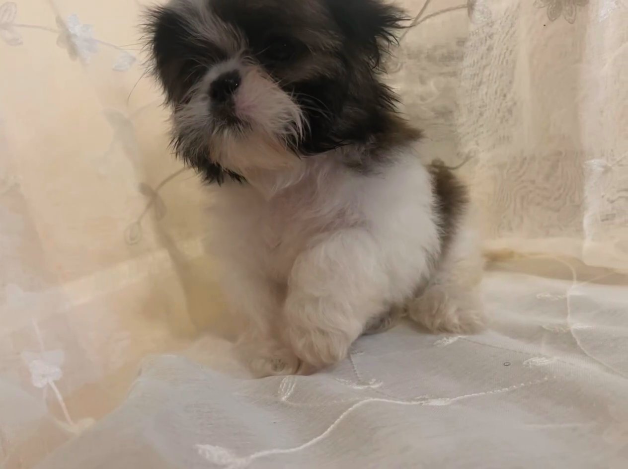 Shih Tzu in Houston, Texas