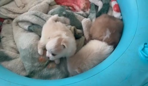 Pomeranian Puppies in Houston, Texas