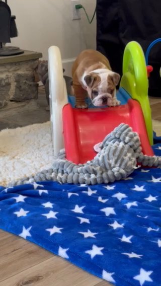 English Bulldog Puppies - 9 Weeks! in Chambersburg, Pennsylvania