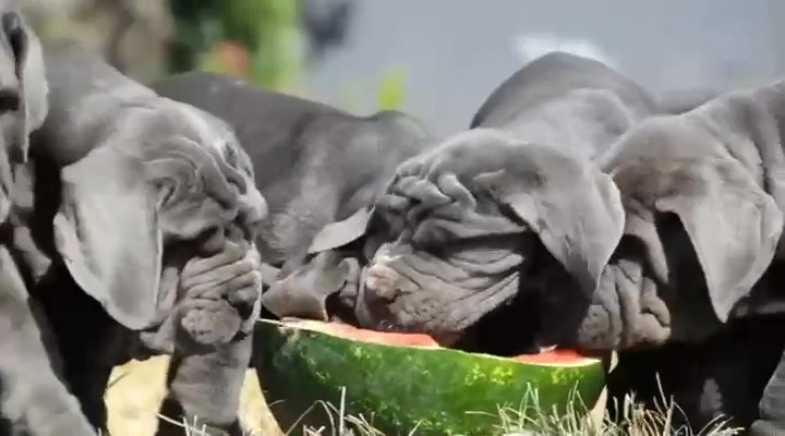 Neapolitan mastiffs puppies for adoption in Boston, Massachusetts