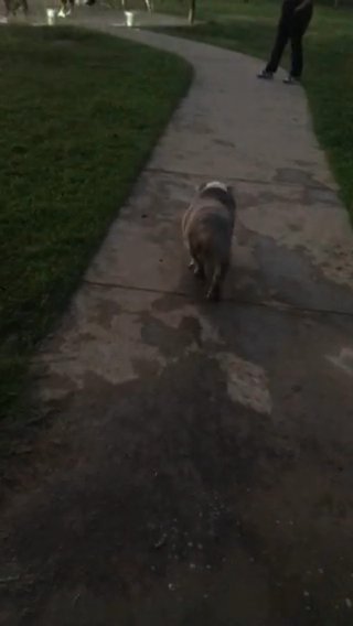 Tri Lilac Merle English Bulldog Stud Service in Houston, Texas