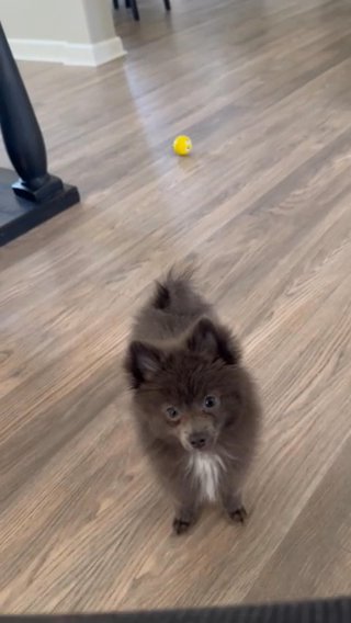 Fox face lavender Pomeranian Puppy in Suffolk, Virginia