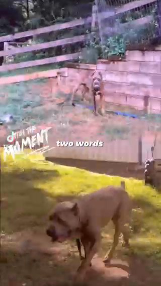 Cane Corso Puppy in Philadelphia, Pennsylvania