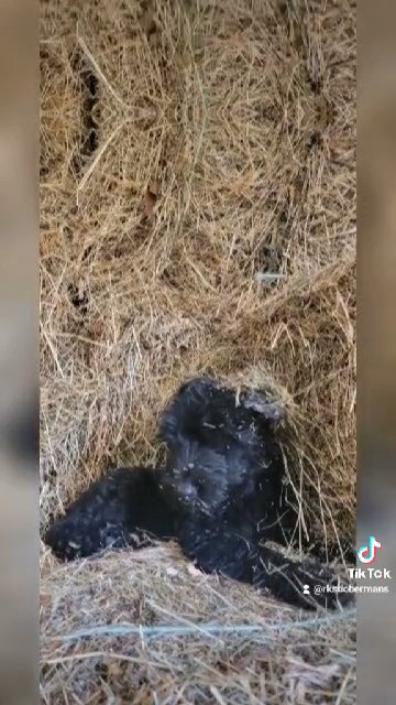 Giant Schnauzer Puppies in Huntington, West Virginia