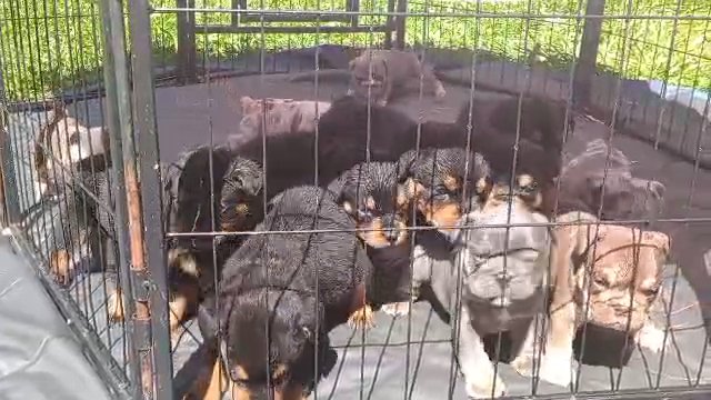 SOLD  AKC Rotweiler & AKC English bulldog puppies in Coshocton, Ohio