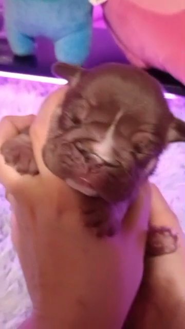 SOLD chocolate tri English bulldog in Coshocton, Ohio