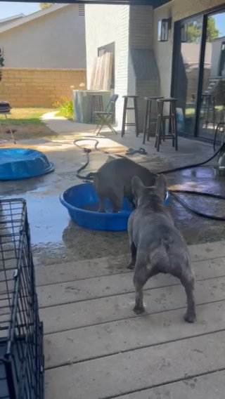 Female Frenchie in Santa Clarita, California