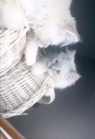 Ragdoll Kitten Ready Now Discount in Albany, New York