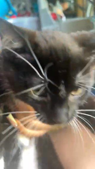 Cat Named Uni in Lansing, Illinois