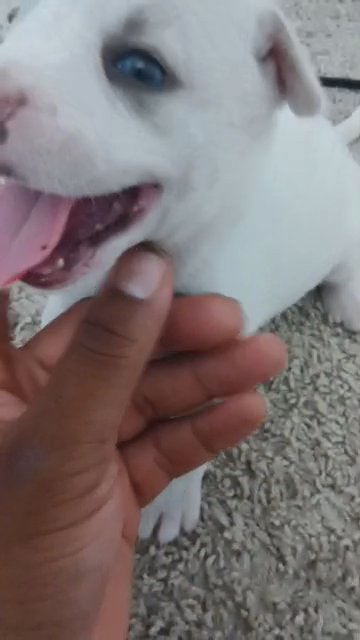 Puppies for sale in Spring, Texas