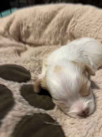 Yorkie Male in Bristol, Virginia