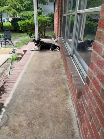 American Bullie Pitbulls in Fayetteville, North Carolina