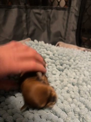 Sable Male Yorkie Pup in Bristol, Virginia