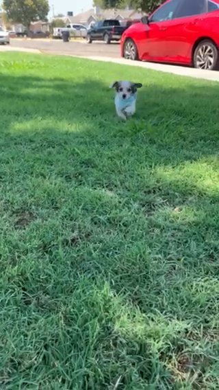free dog! in Tulare, California
